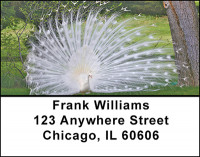 White Peacock Elegance Address Labels | LBBAE-88