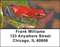 Rain Forest Frogs Address Labels | LBBAF-48