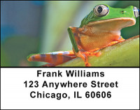 Rain Forest Frogs Address Labels | LBBAF-48