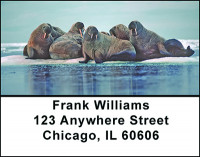Seals Marine Life Address Labels | LBBAF-51