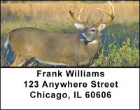 Whitetail Deer Address Labels | LBBAF-57
