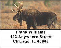 Bow Hunting Address Labels | LBBAH-18