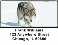 Gray Wolf Eyeing Prey Address Labels | LBBAH-91