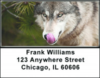 Gray Wolf Eyeing Prey Address Labels | LBBAH-91