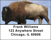 Bison Grazing Address Labels | LBBAH-94