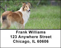 Collies Posing Address Labels | LBBAH-99