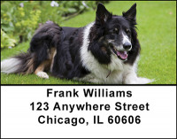 Collies Posing Address Labels | LBBAH-99