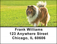 Collies Posing Address Labels | LBBAH-99