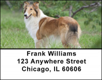Collies Posing Address Labels | LBBAH-99