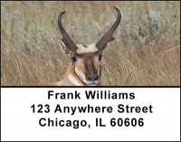 Antelope Address Labels | LBBAI-27