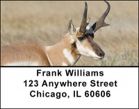 Antelope Address Labels | LBBAI-27
