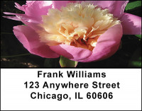 Peonies In Spring Address Labels | LBBAI-74