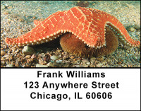 Starfish Address Labels | LBBAI-76