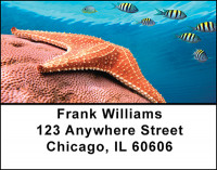 Starfish Address Labels | LBBAI-76