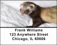 Ferret Fever Address Labels | LBBAJ-21