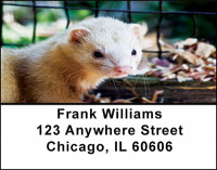 Ferret Fever Address Labels | LBBAJ-21