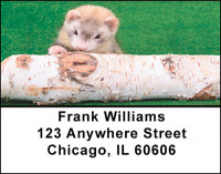 Ferret Fever Address Labels | LBBAJ-21