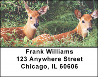 Cute Little Whitetails Address Labels | LBBAK-20