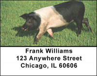 Farm Pigs Address Labels | LBBAK-54