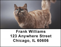 Loving Kitty's Address Labels | LBBAK-66