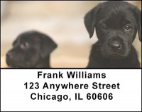 Yellow And Black Labs Address Labels | LBBAK-92