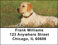 Yellow And Black Labs Address Labels | LBBAK-92