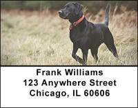 Yellow And Black Labs Address Labels | LBBAK-92