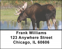 Bull Moose Address Labels | LBBAL-12