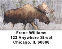 Bull Moose Address Labels | LBBAL-12