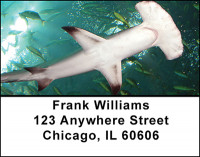 Sharks Address Labels | LBBAM-52