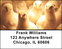 Popular Chickens Address Labels | LBBAM-58