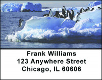 Colony of Penguins Address Labels | LBBAM-61