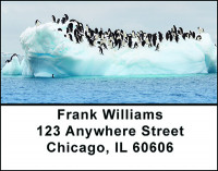 Colony of Penguins Address Labels | LBBAM-61