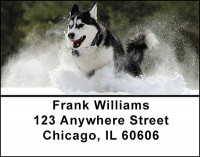 Amazing Siberian Huskies Address Labels | LBBAM-81