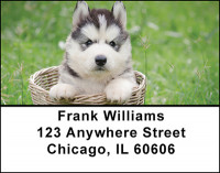 Amazing Siberian Huskies Address Labels | LBBAM-81