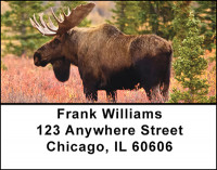 Deer Family of North America Address Labels | LBBAN-45