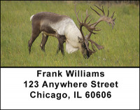Deer Family of North America Address Labels | LBBAN-45