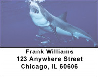 Shark Feeding Frenzy Address Labels | LBBAN-62