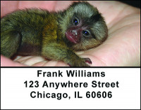 Adorable Monkeys Address Labels | LBBAO-17
