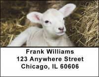 Baby Lambs Address Labels | LBBAO-19