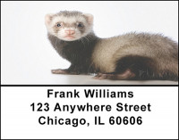 Ferret Curiosity Address Labels | LBBAP-65