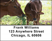 Baby Calves Address Labels | LBBAQ-02