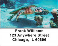 Sea Turtles Down Under Address Labels | LBBAQ-07