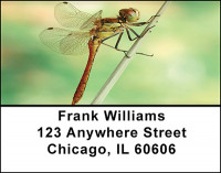 Dragonflies Workin Address Labels | LBBAQ-50