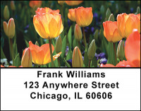 Tulip Brilliance Address Labels | LBBAQ-51