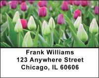 Tulip Brilliance Address Labels | LBBAQ-51