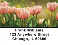 Tulip Brilliance Address Labels | LBBAQ-51
