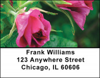 Parade of Roses Address Labels | LBBAQ-58