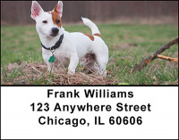 Jack Russell At Attention Address Labels | LBBAQ-88