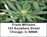 Medical Marijuana Address Labels | LBBAQ-92